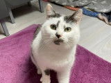En attente d'adoption : chatte de 3 ans