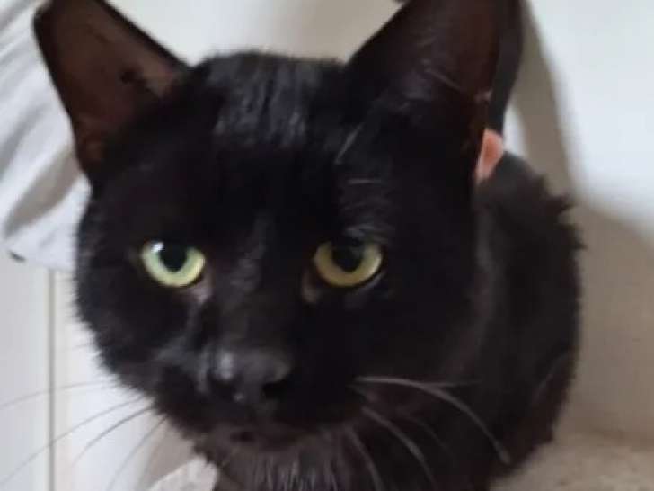 À adopter, chat d'un an