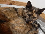 En attente d'adoption, chatte d’un an