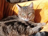 Disponible à l'adoption : chatte tigrée
