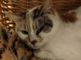 Chatte tigré blanc disponible à l'adoption