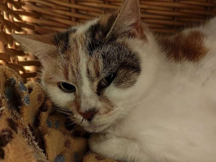 Chatte tigré blanc disponible à l'adoption
