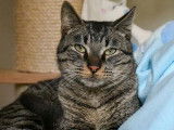Chat de 2 ans en attente d'adoption