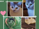 En attente d’adoption : 2 chatonnes de 10 mois