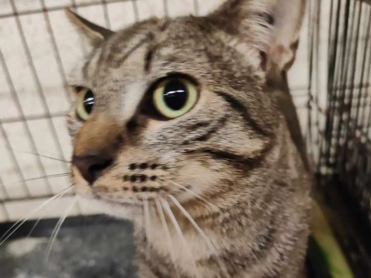 À adopter : chaton mâle tigré