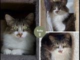 Disponible à l'adoption, chatte tigrée