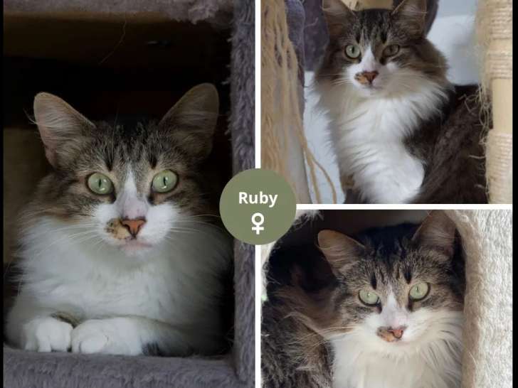 Disponible à l'adoption, chatte tigrée
