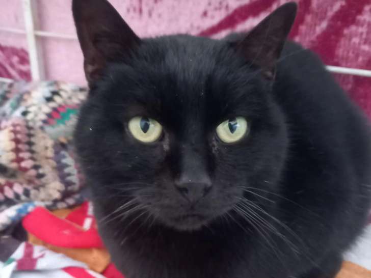 À adopter, chat de 6 ans