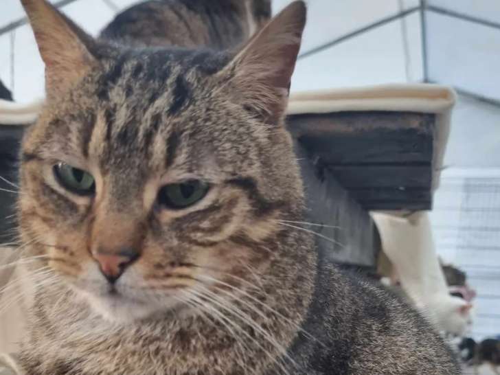 Chat au pelage tigré en quête d'une famille