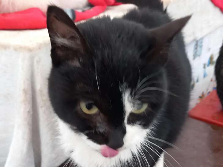 Chatte noir et blanc en attente d'adoption