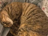Chatte d'un an disponible à l'adoption