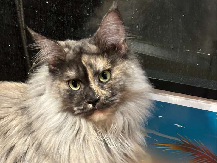 Cherche mâle Maine Coon pour saillie