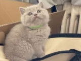 Chatons British Shorthair à vendre
