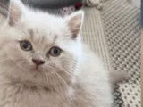 Chatons British Shorthair à vendre