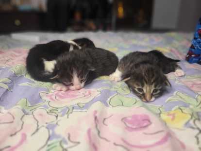 Amira & Athena