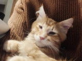 Univers, mâle Maine Coon LOOF disponible pour saillie