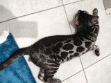 Yoki brown tabby charcoal