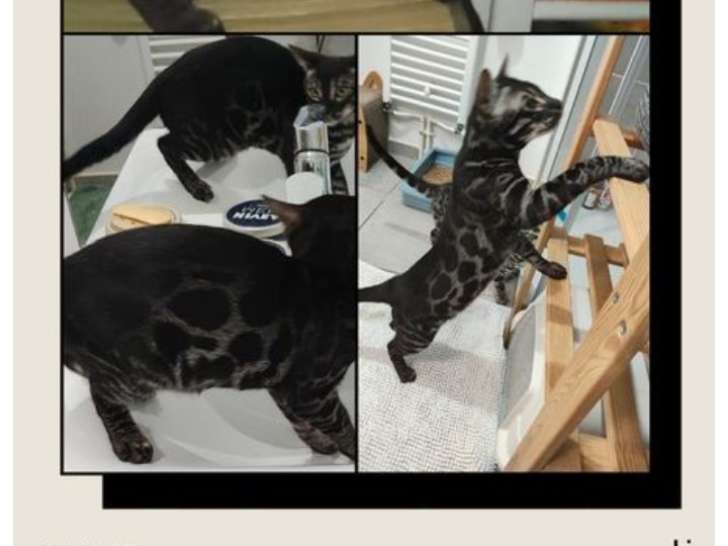 Yoki superbe Bengal LOOF couleur rare