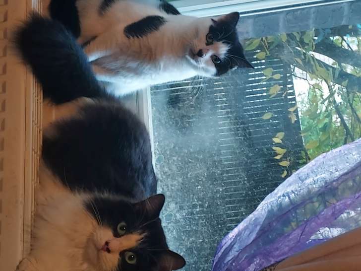 2 chats à donner ensemble
