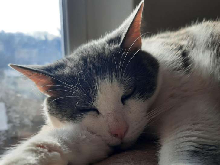 Yvan, chat à adopter