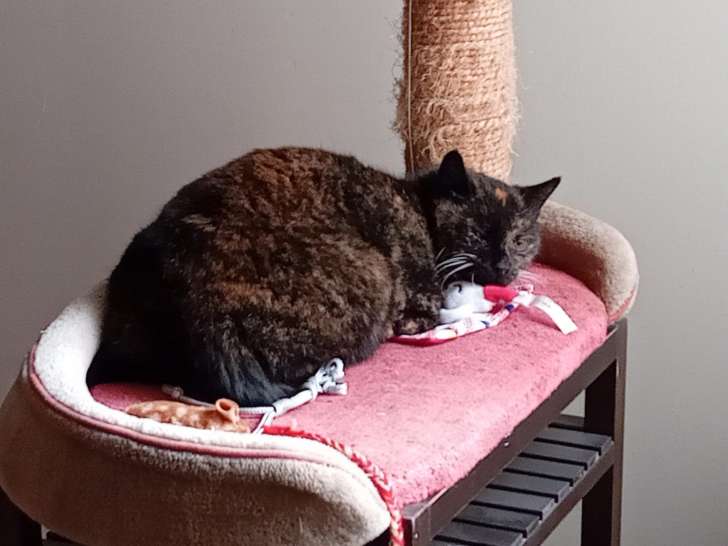 Nana, chatte à adopter
