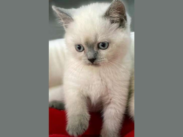 Chaton British shortair