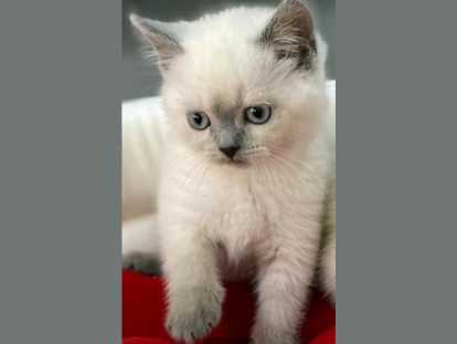 Chaton British shortair