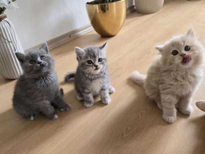 Chaton British shortair
