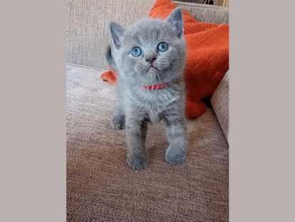 Chaton British shortair