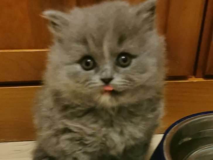 Chaton British shortair