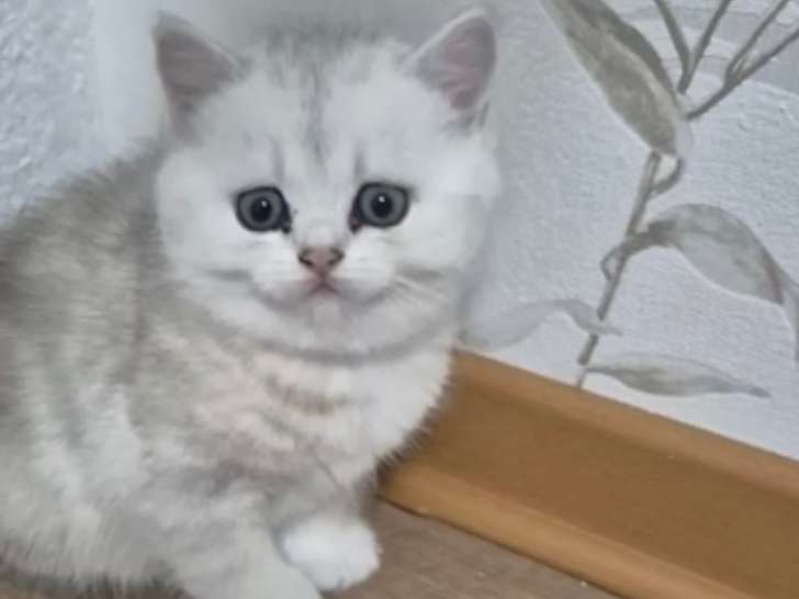 Chaton British shortair Bleupoint
