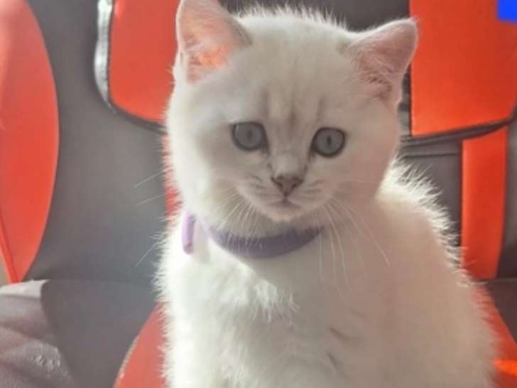 Chaton British shortair Bleupoint vacciner