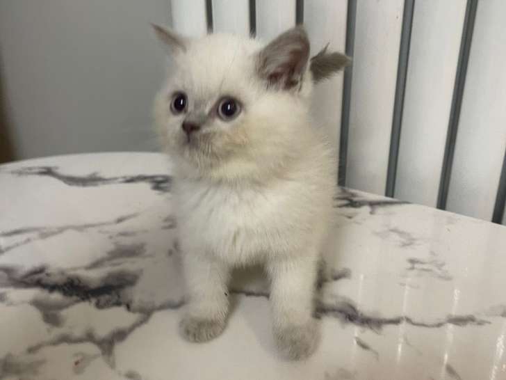Chaton British shortair Bleupoint et bleu