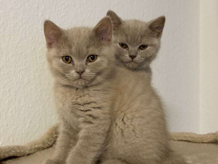 Chaton British shortair Lilac