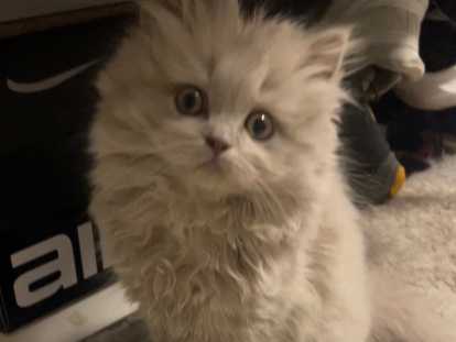 Chaton British Longhair  Lilac