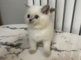 Chaton British bluepoint