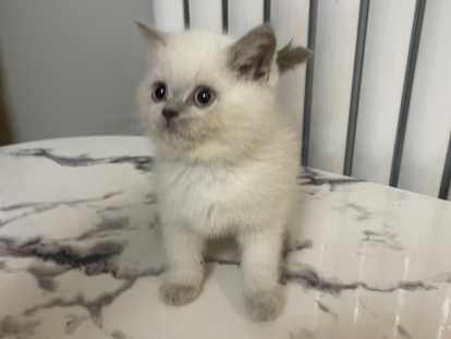 Chaton British bluepoint