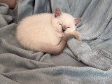 Chaton British bluepoint