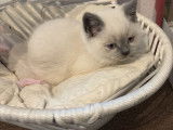 Chaton British bluepoint