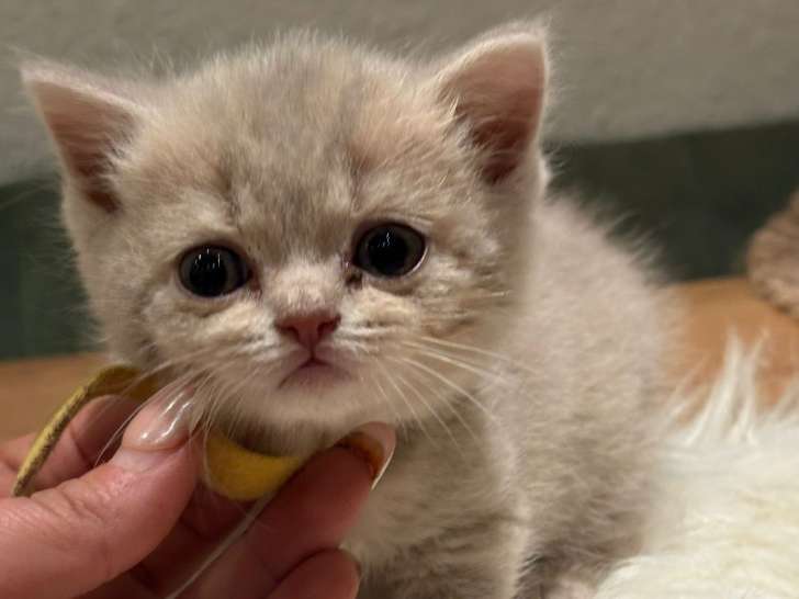 Chaton British bleu et lilac