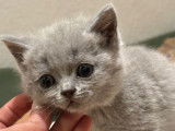 Chaton British bleu et lilac