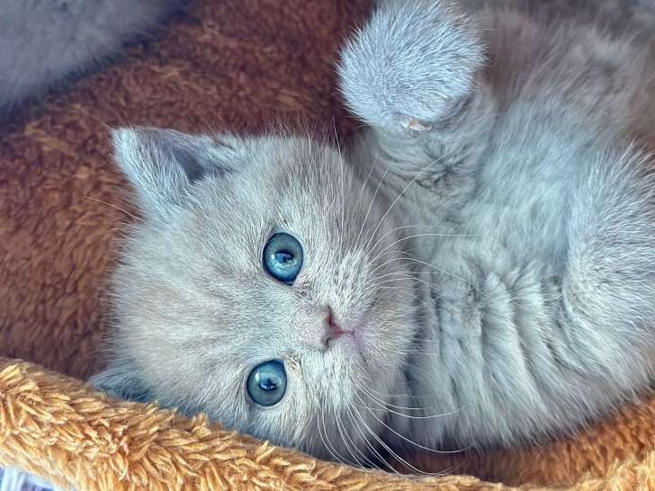 Chaton British lilac