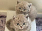 Chaton British lilac