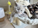 Chaton British lilac