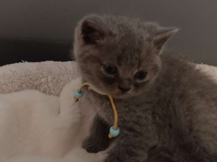 Chaton British bleu