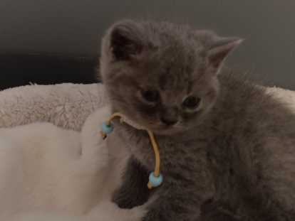 Chaton British bleu