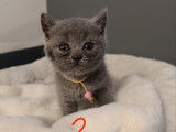 Chaton British bleu