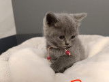 Chaton British bleu