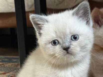 Chaton British bluepoint