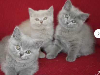 Chaton British bluepoint